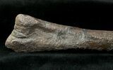 Othnielosaurus Tibia w/ Stand - Bone Cabin Quarry #14730-4